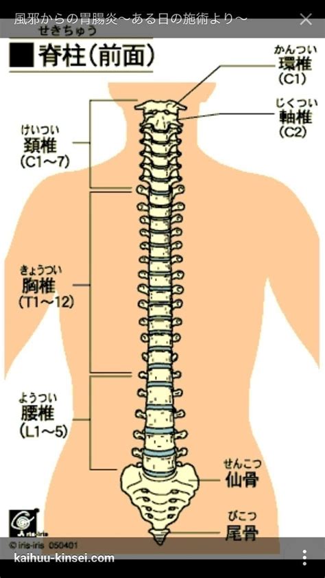 腰椎 英語|「腰椎」の英語・英語例文・英語表現